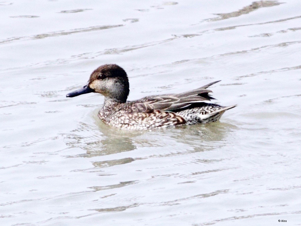 Green-winged Teal - ML138934261