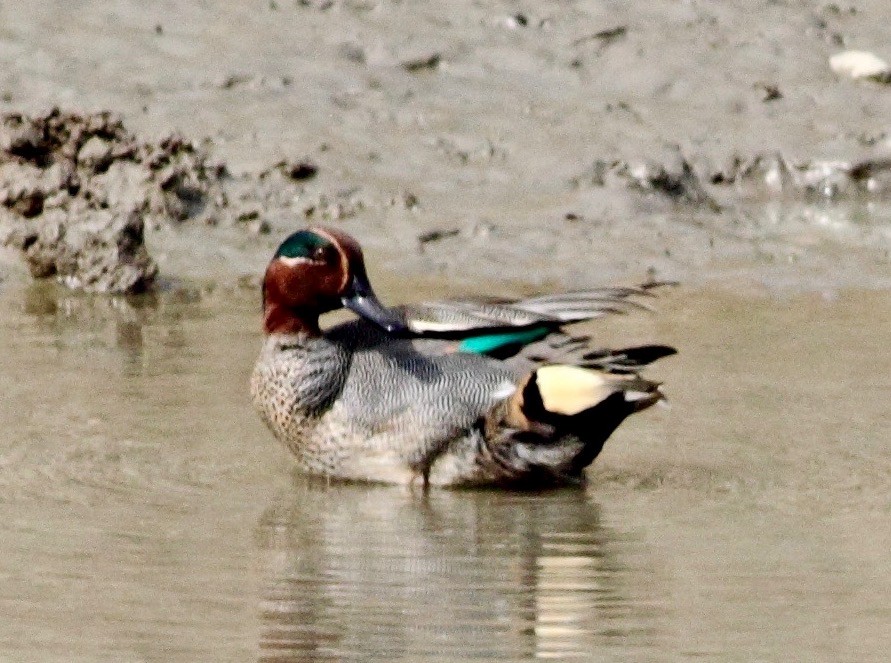 Green-winged Teal - ML138934271