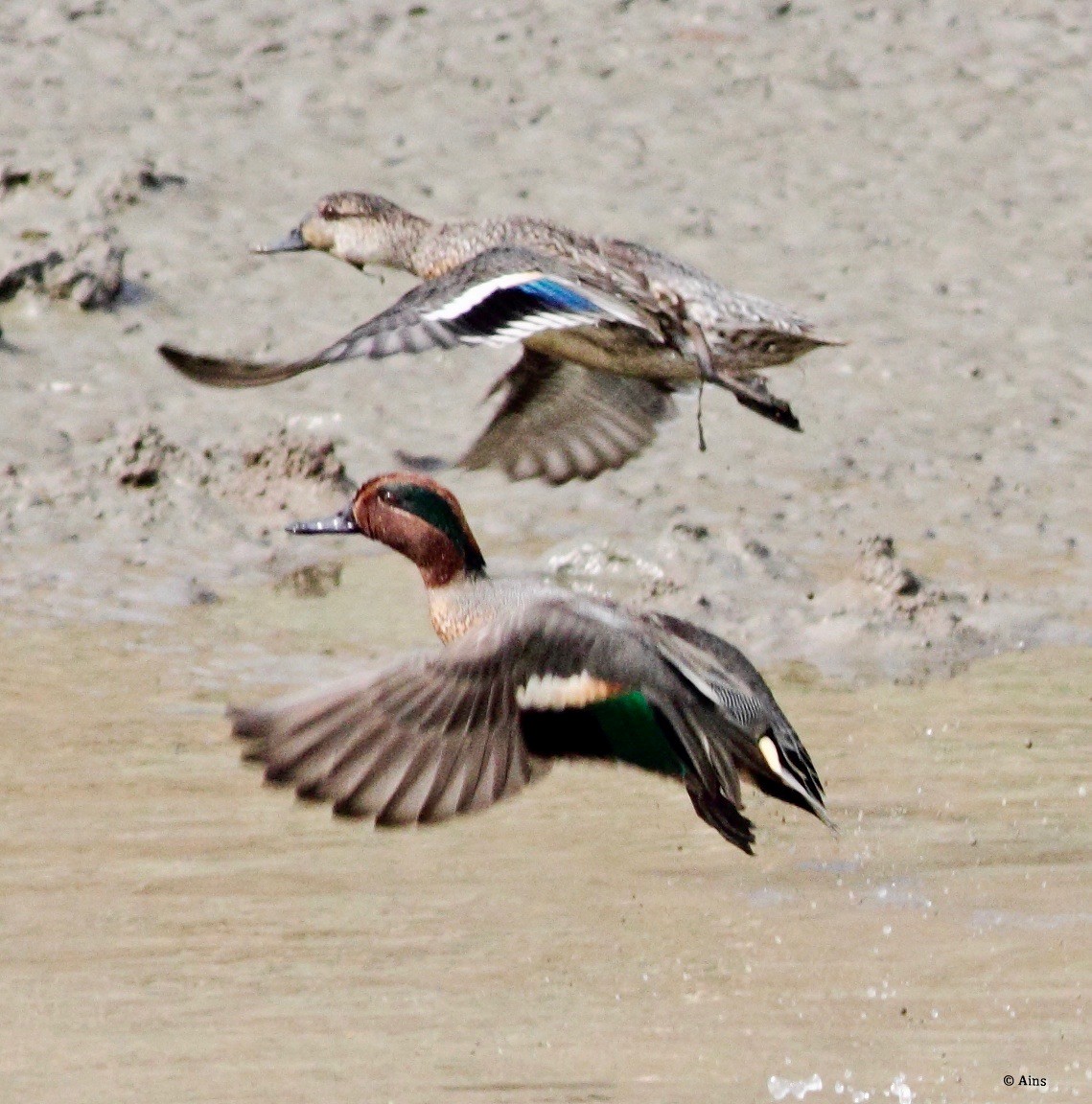 Green-winged Teal - ML138934281