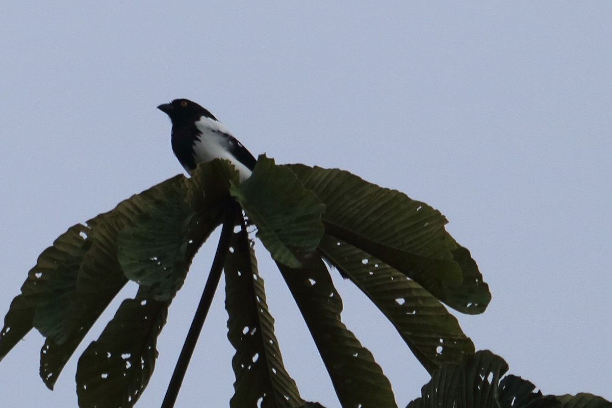 Magpie Tanager - ML138935311