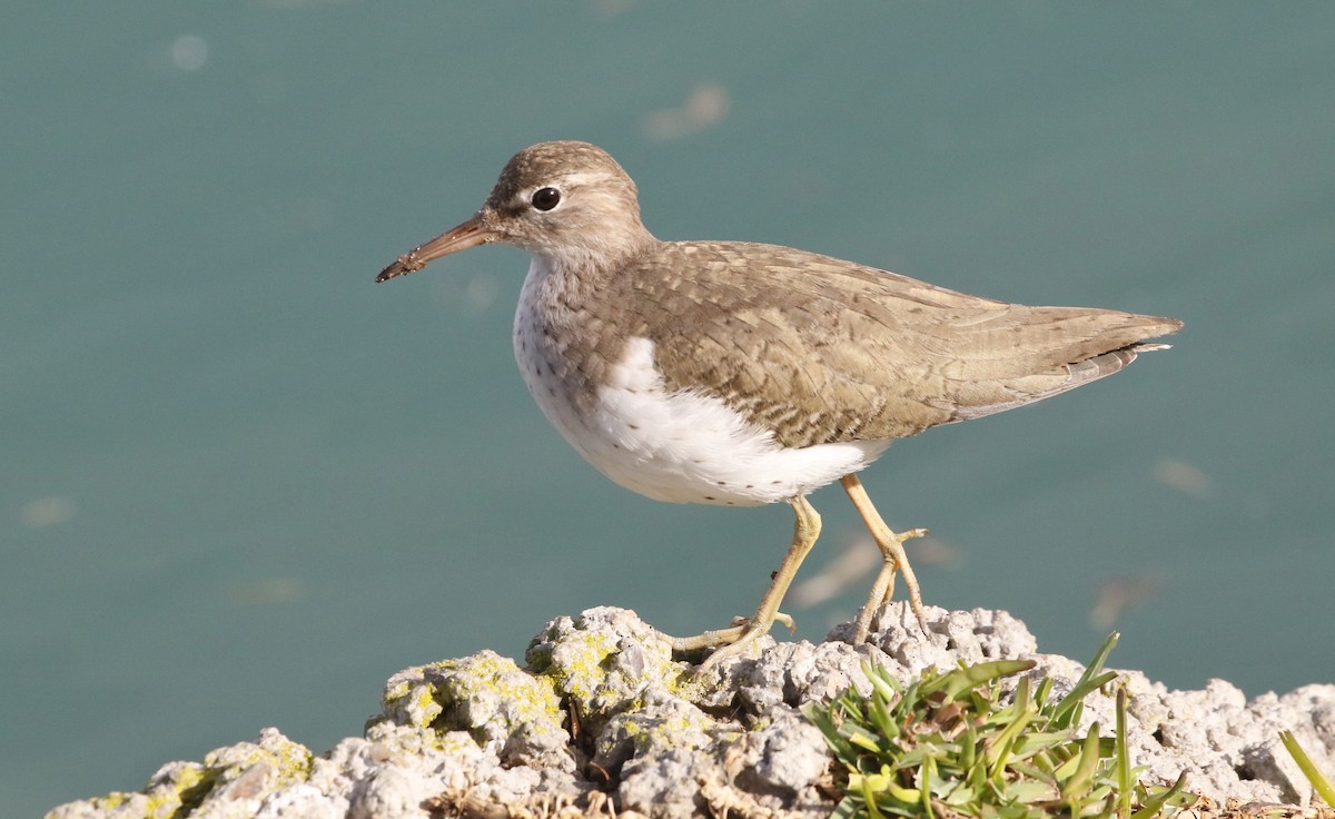 Spotted Sandpiper - James Bailey 🐦