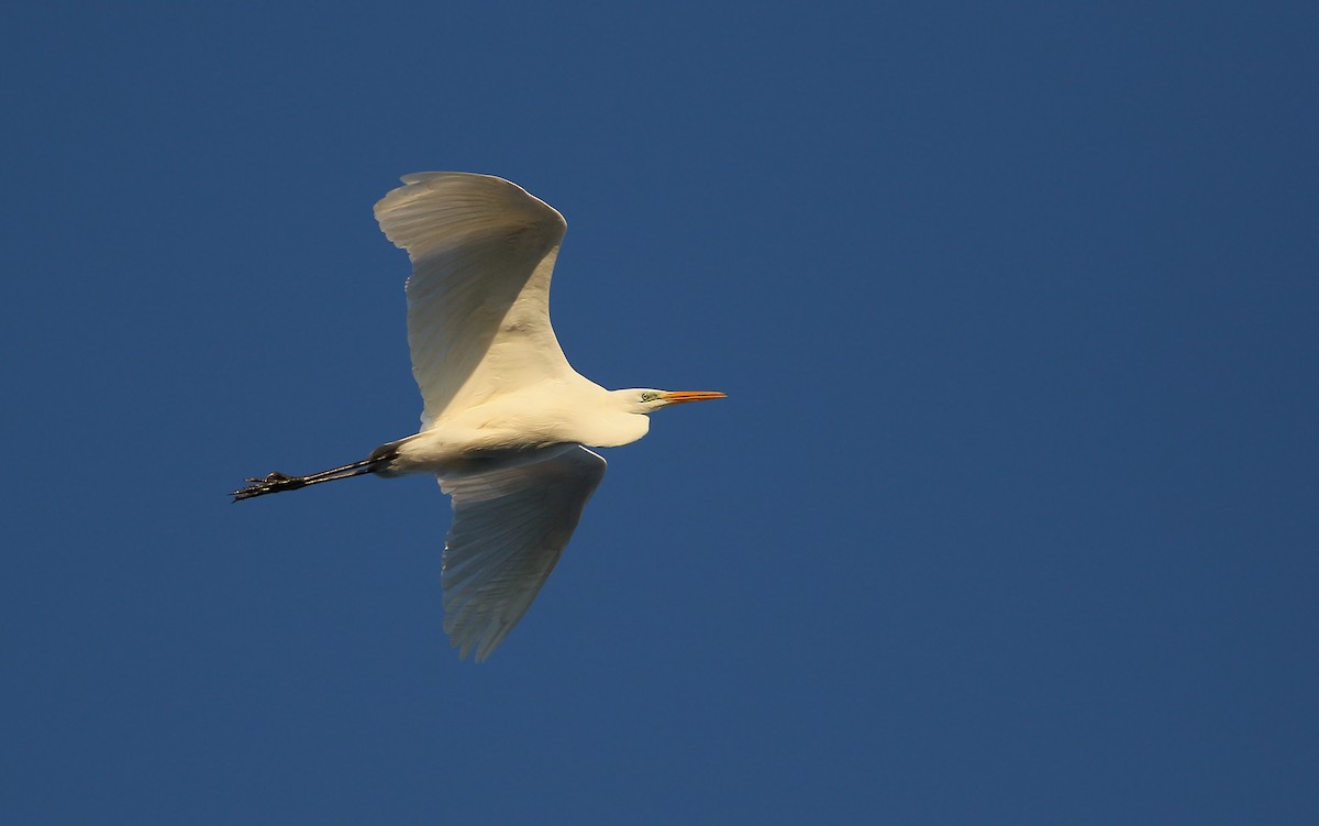 Great Egret (alba) - Christoph Moning