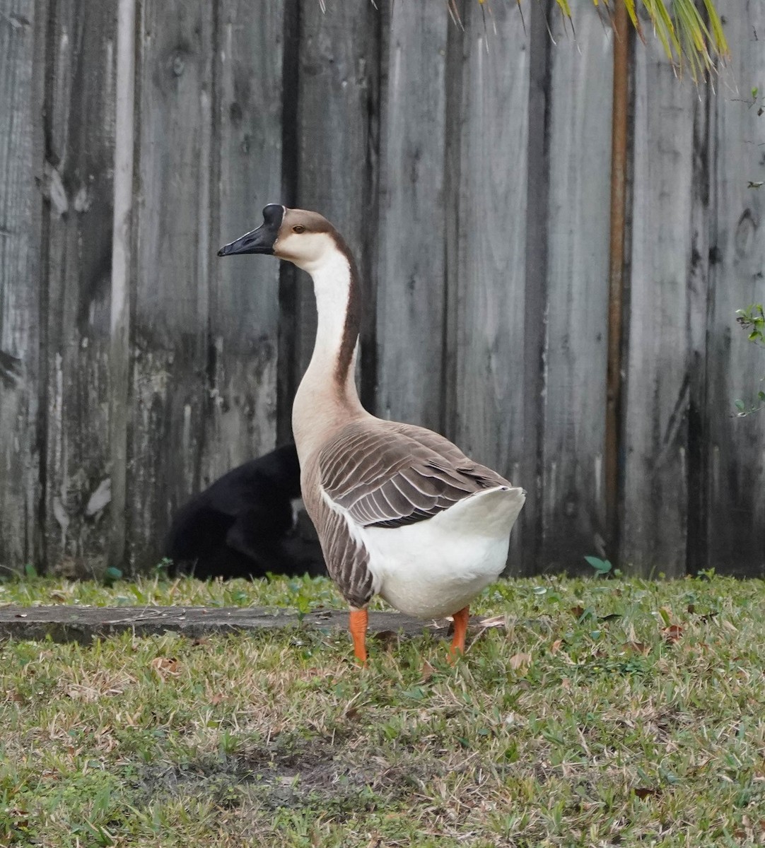 Swan Goose (Domestic type) - ML138936371