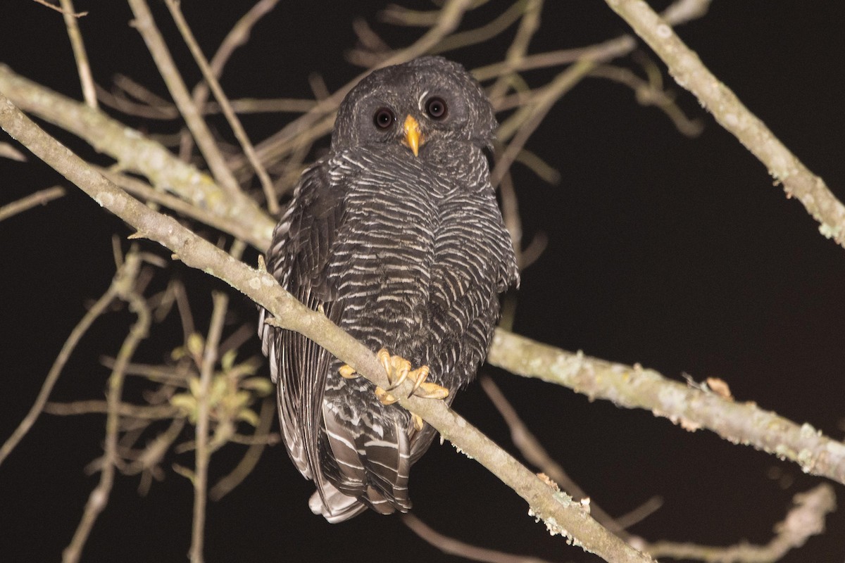 Black-banded Owl - Carla Moura