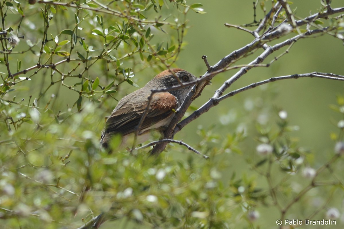 Sooty-fronted Spinetail - Pablo Brandolin