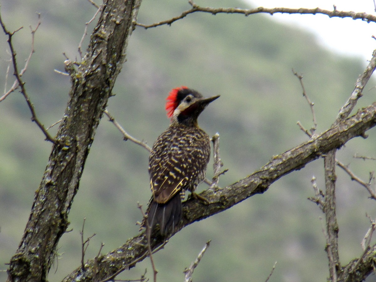 Green-barred Woodpecker - Ezequiel Vera