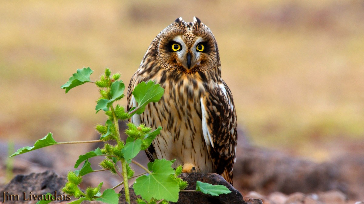 Short-eared Owl - James Livaudais