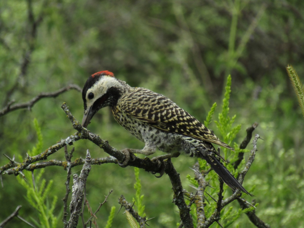 Green-barred Woodpecker - Ezequiel Vera
