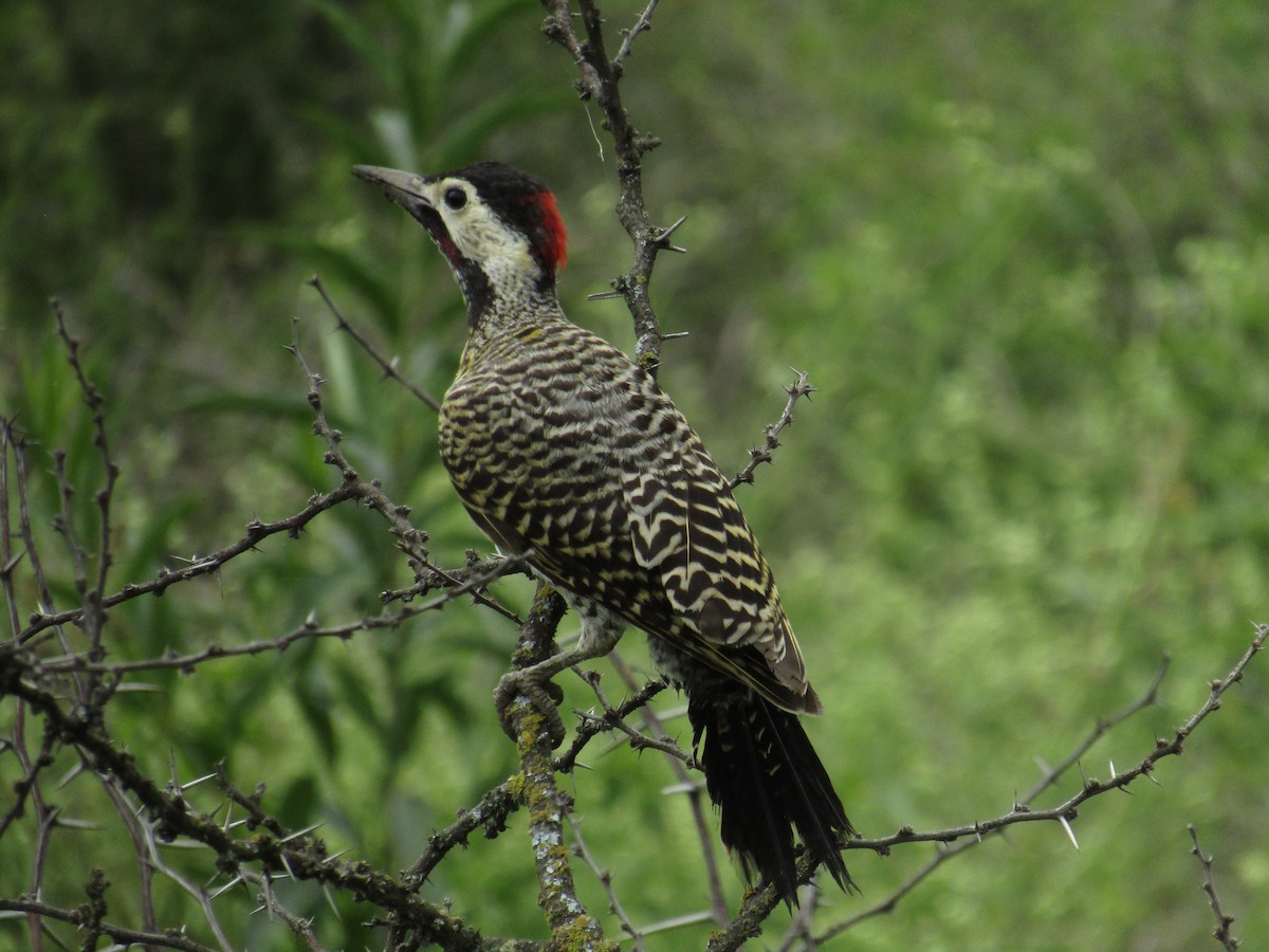 Green-barred Woodpecker - ML138941551