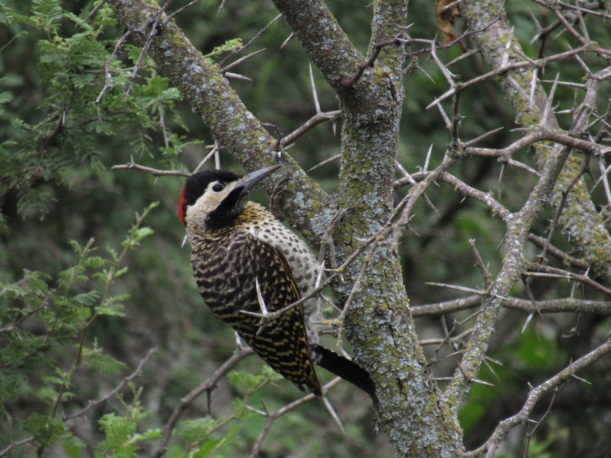 Green-barred Woodpecker - ML138941691
