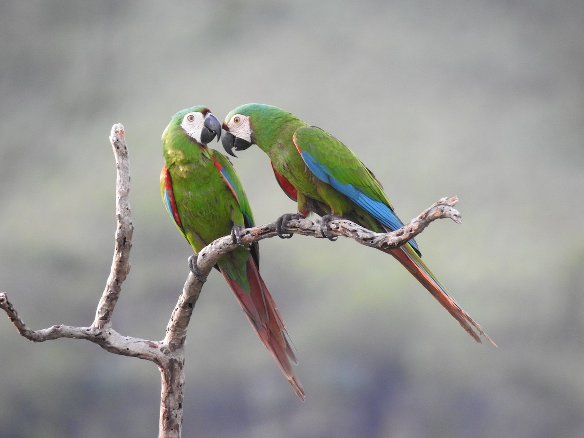 Chestnut-fronted Macaw - ML138942471