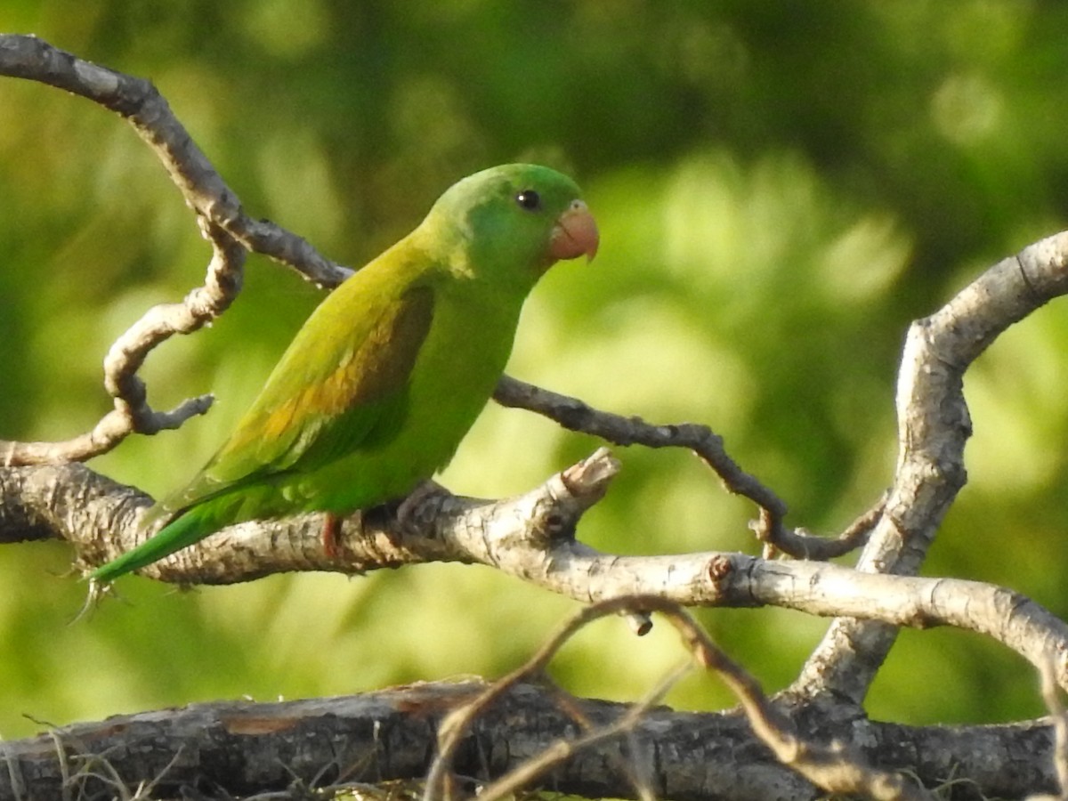 Orange-chinned Parakeet - Joana De Rivero