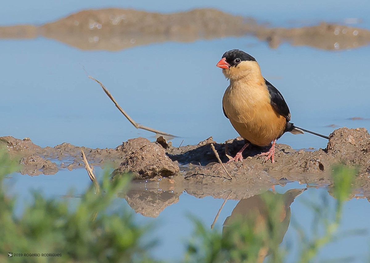 Shaft-tailed Whydah - Rogério Rodrigues