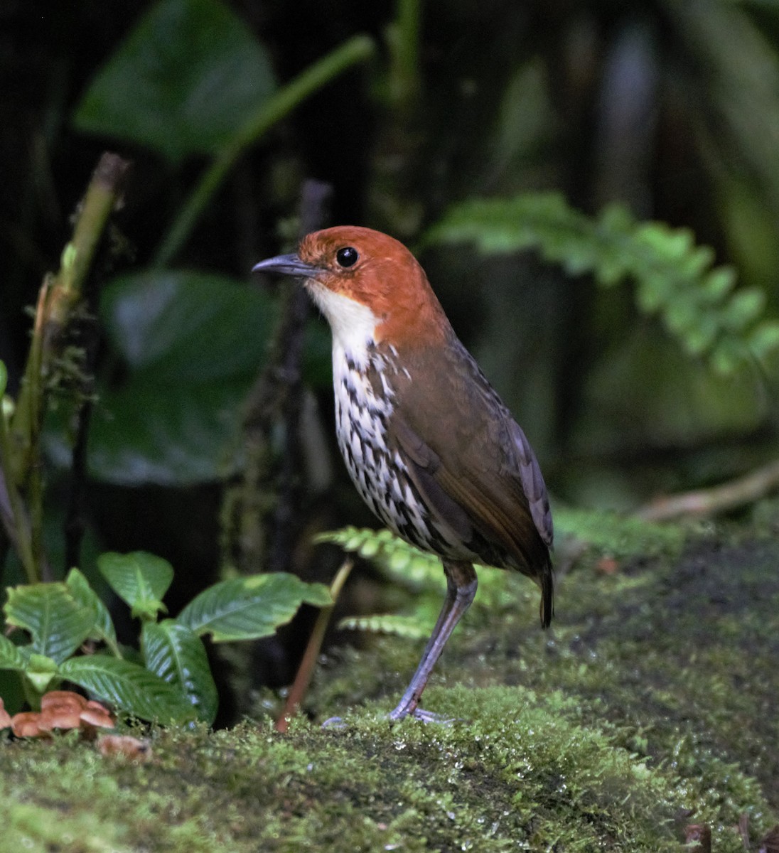 Chestnut-crowned Antpitta - Sue Riffe
