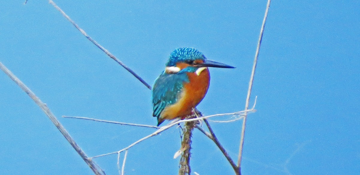 Common Kingfisher - ML138946001