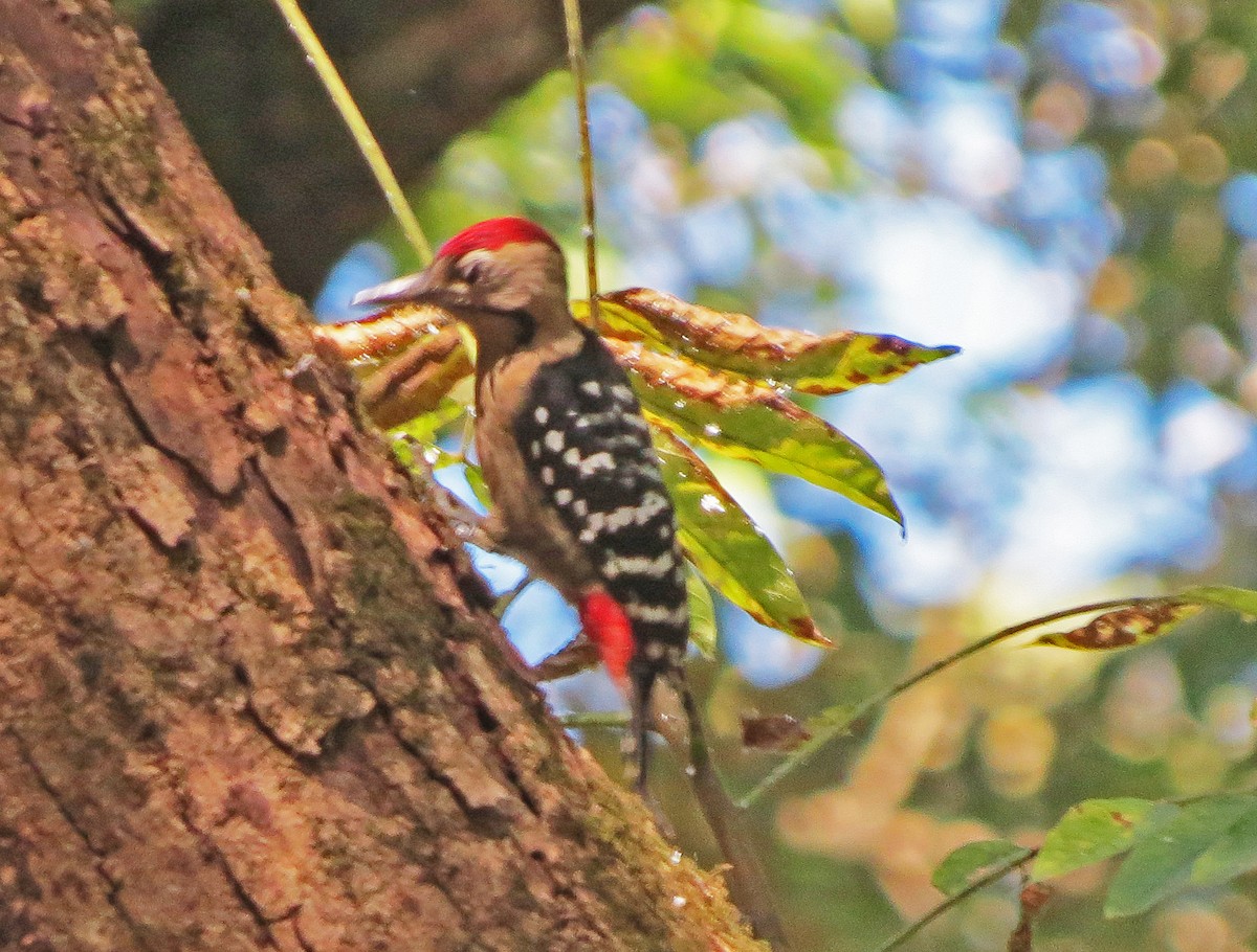 Fulvous-breasted Woodpecker - ML138946951