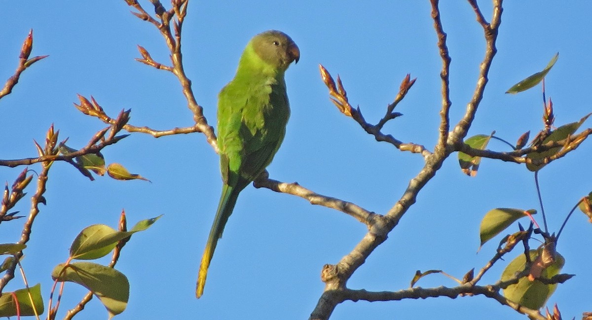 Slaty-headed Parakeet - ML138947221