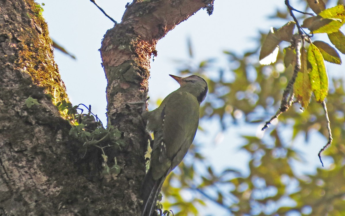 Gray-headed Woodpecker - ML138947391