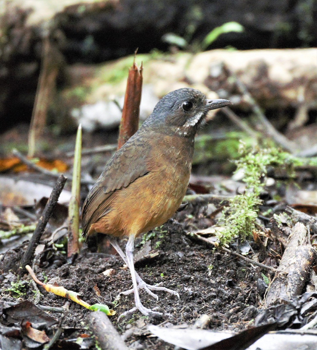 Moustached Antpitta - Sue Riffe