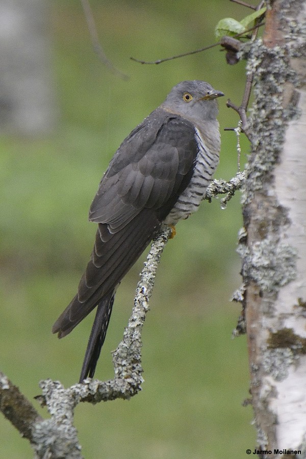 Common Cuckoo - Jarmo Moilanen