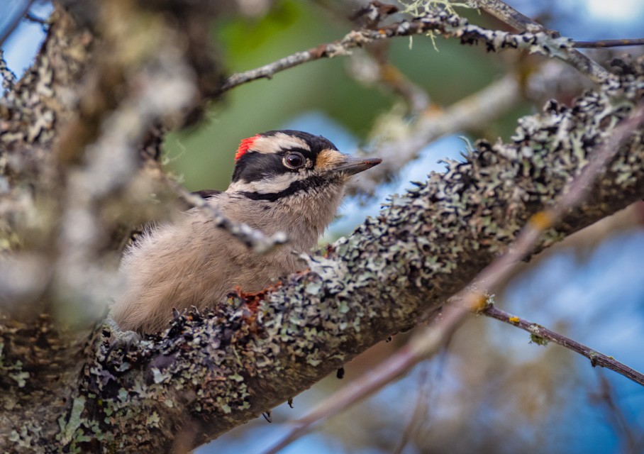 Downy Woodpecker (Pacific) - Gordon Hart