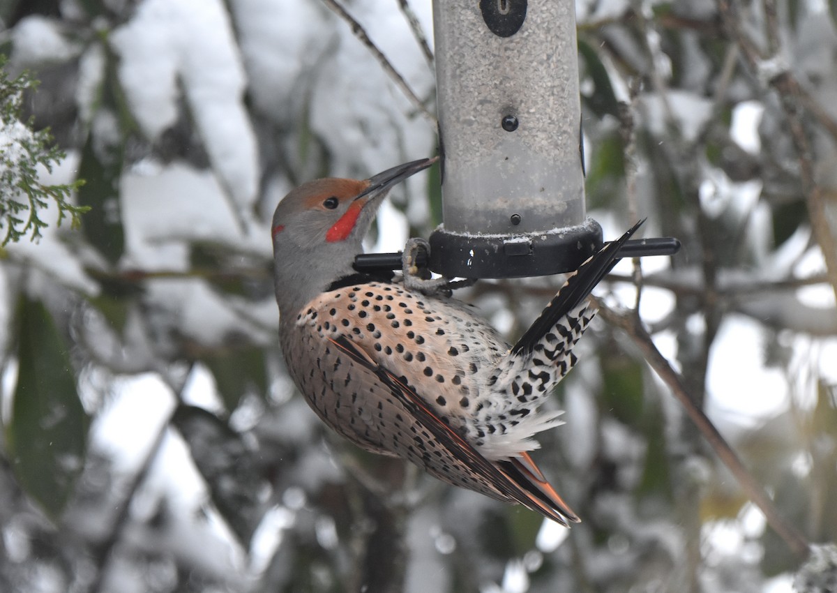 Northern Flicker (Yellow-shafted x Red-shafted) - ML138951531