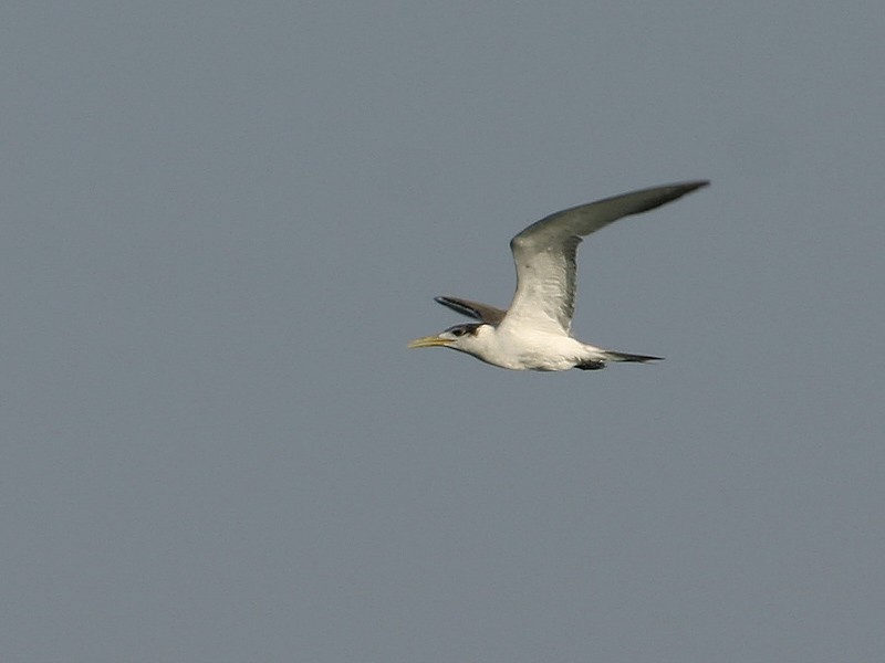 Great Crested Tern - rony livne