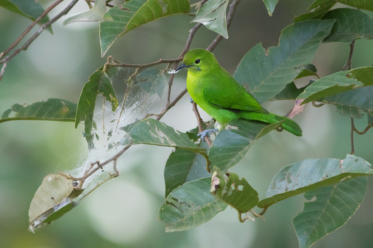 Lesser Green Leafbird - Lucas Bobay