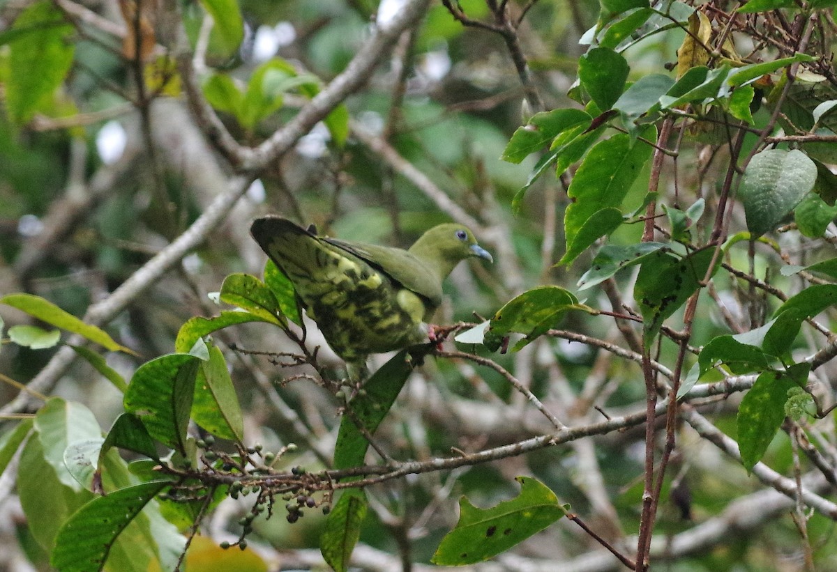 Wedge-tailed Green-Pigeon - Thibaud Aronson