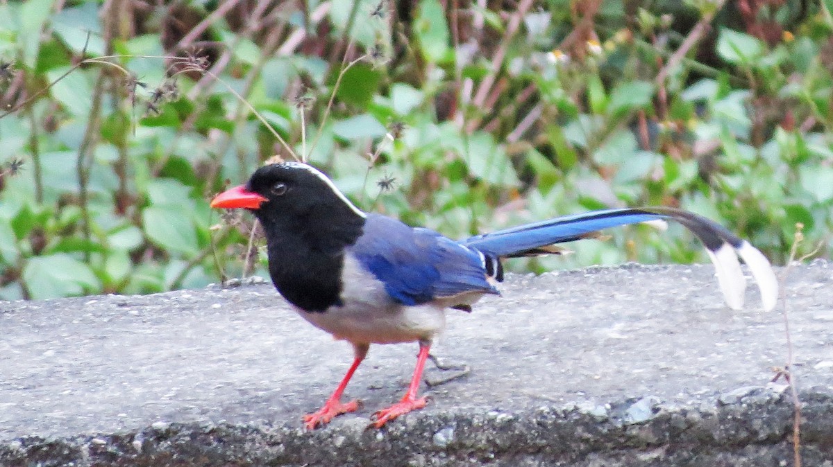 Red-billed Blue-Magpie - Ray Wershler