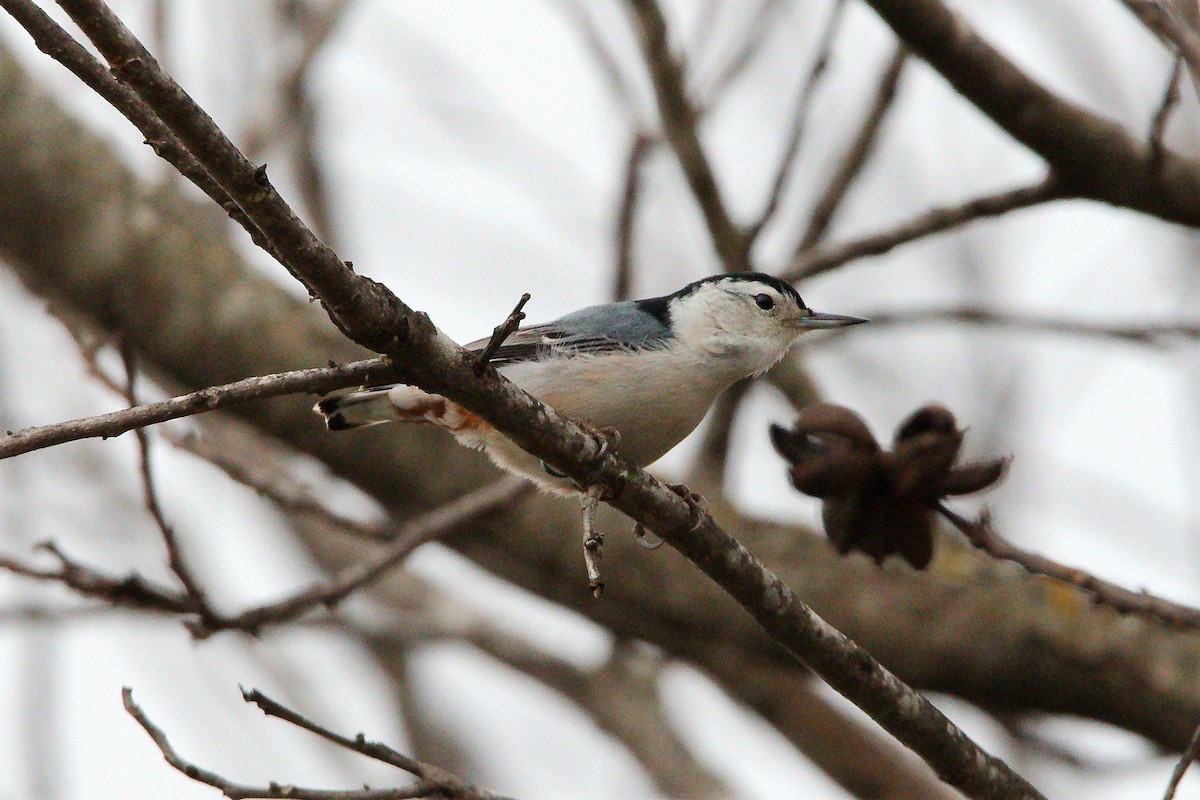 White-breasted Nuthatch - Gil Eckrich