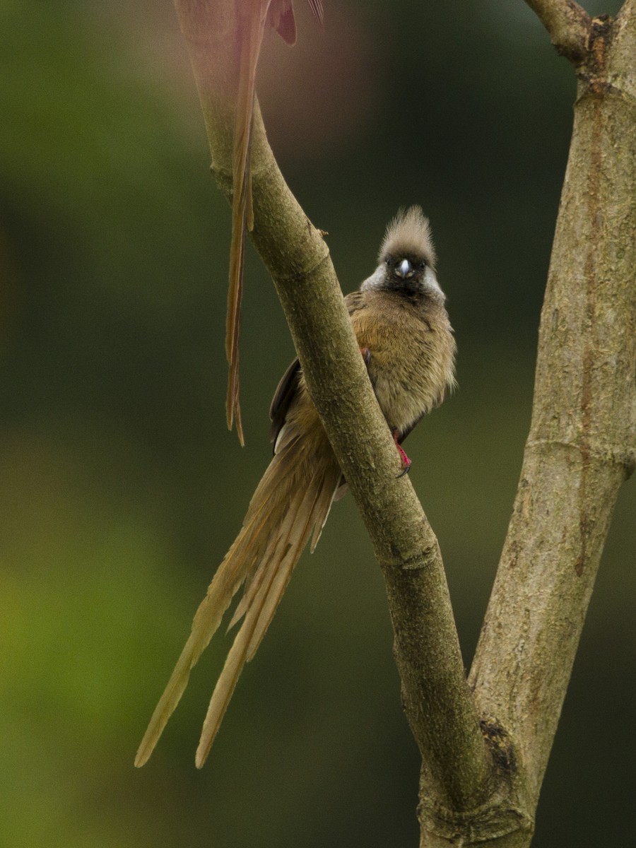 Speckled Mousebird - ML138962811