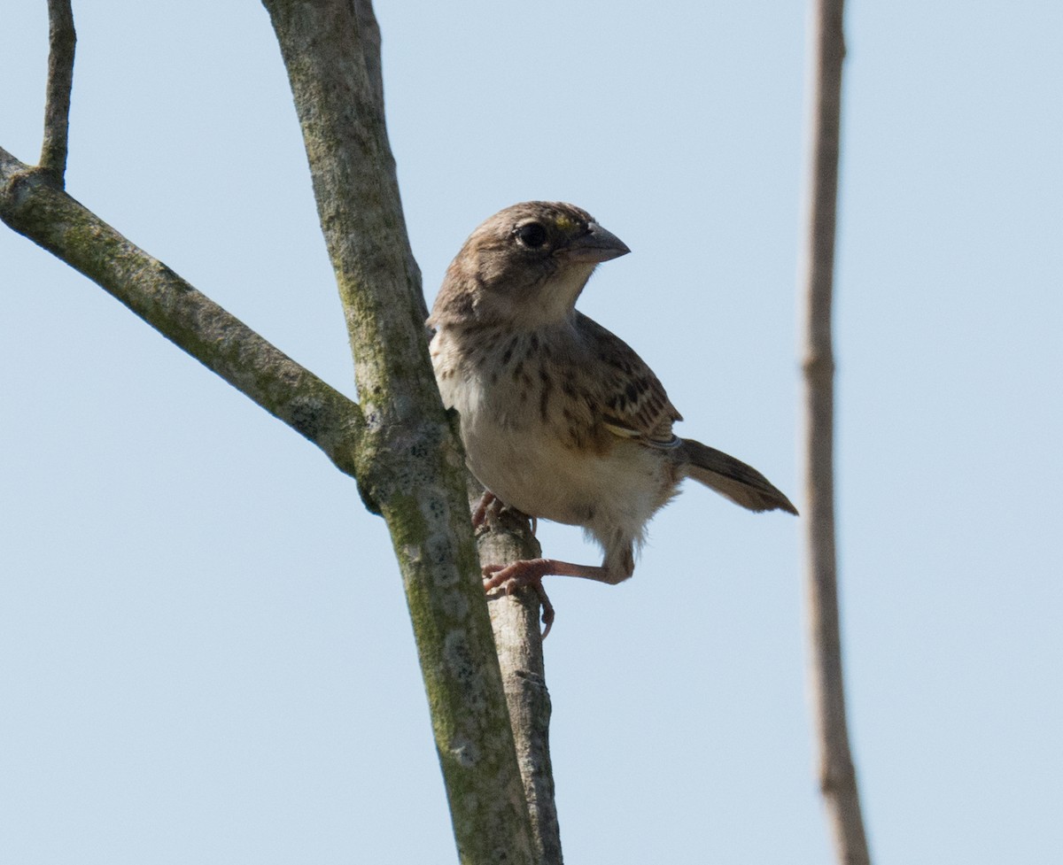 Grassland Sparrow - Renato Machado de Sobral