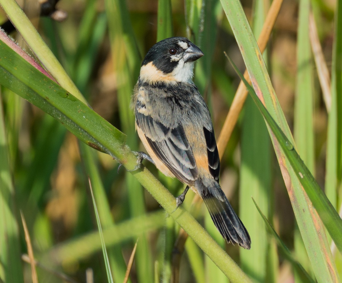Rusty-collared Seedeater - ML138963261