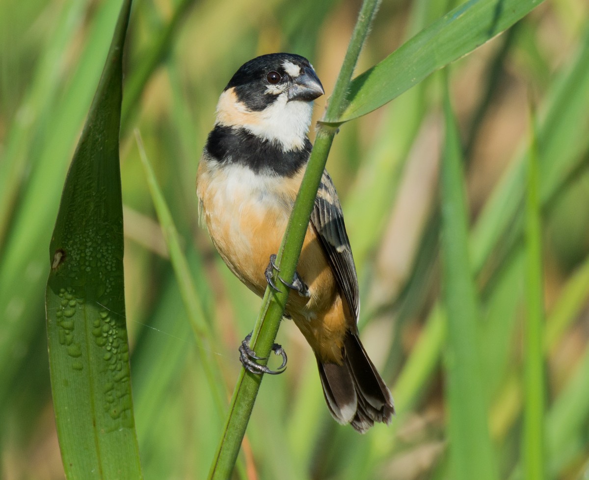 Rusty-collared Seedeater - ML138963271