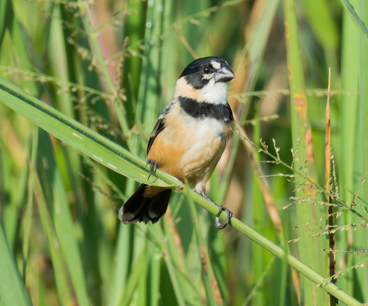 Rusty-collared Seedeater - ML138963291