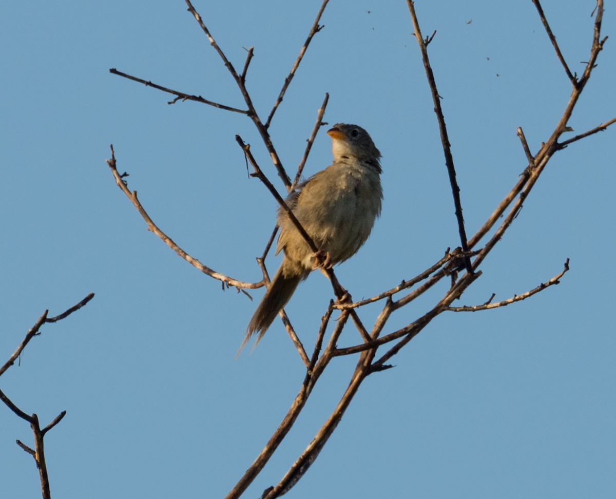 Wedge-tailed Grass-Finch - ML138963591