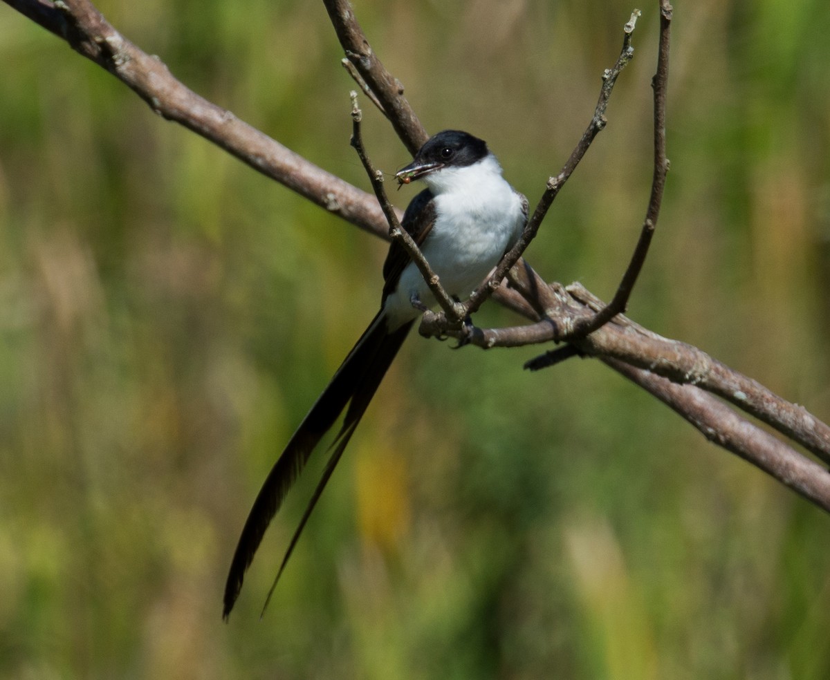 Fork-tailed Flycatcher - Renato Machado de Sobral