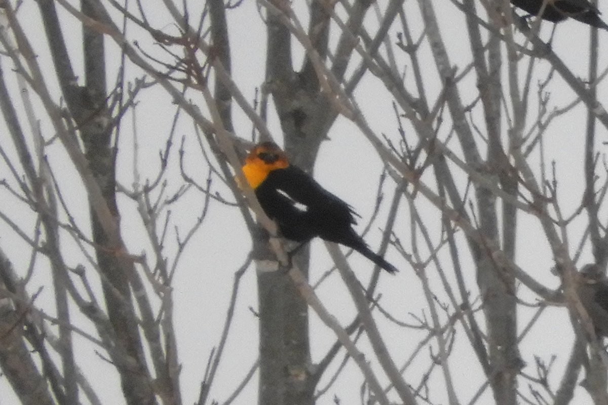 Yellow-headed Blackbird - Robert Keereweer