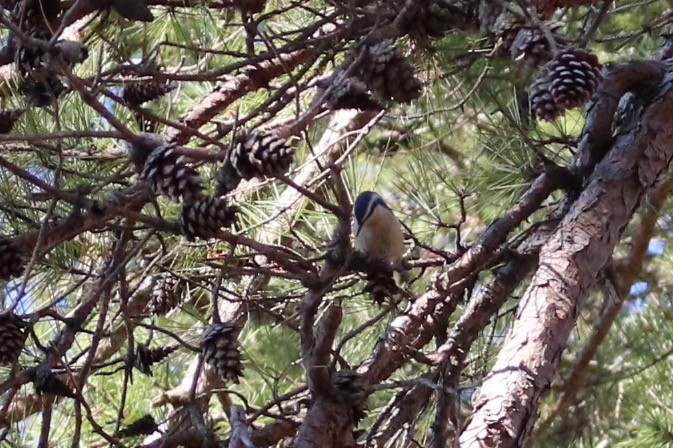 Red-breasted Nuthatch - Kelly Krechmer