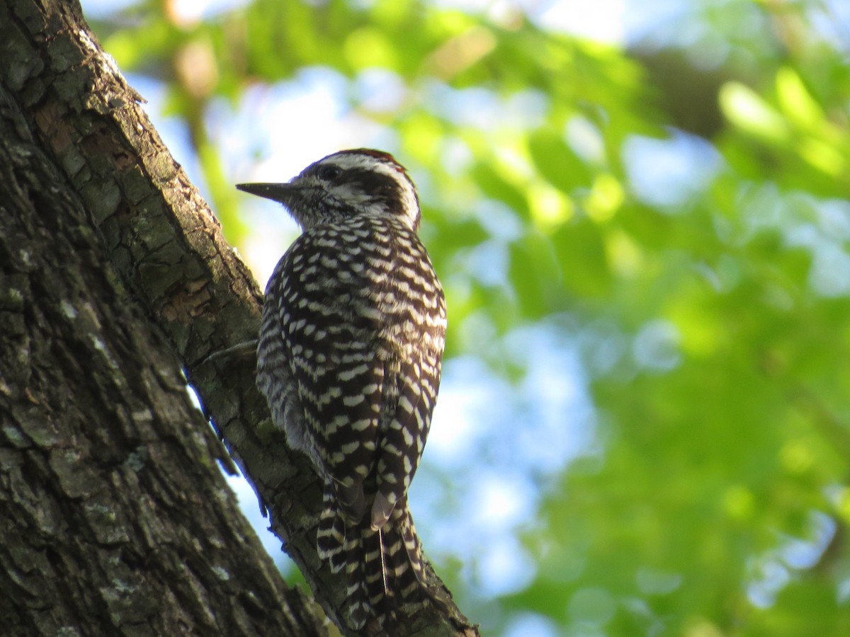Checkered Woodpecker - ML138966401