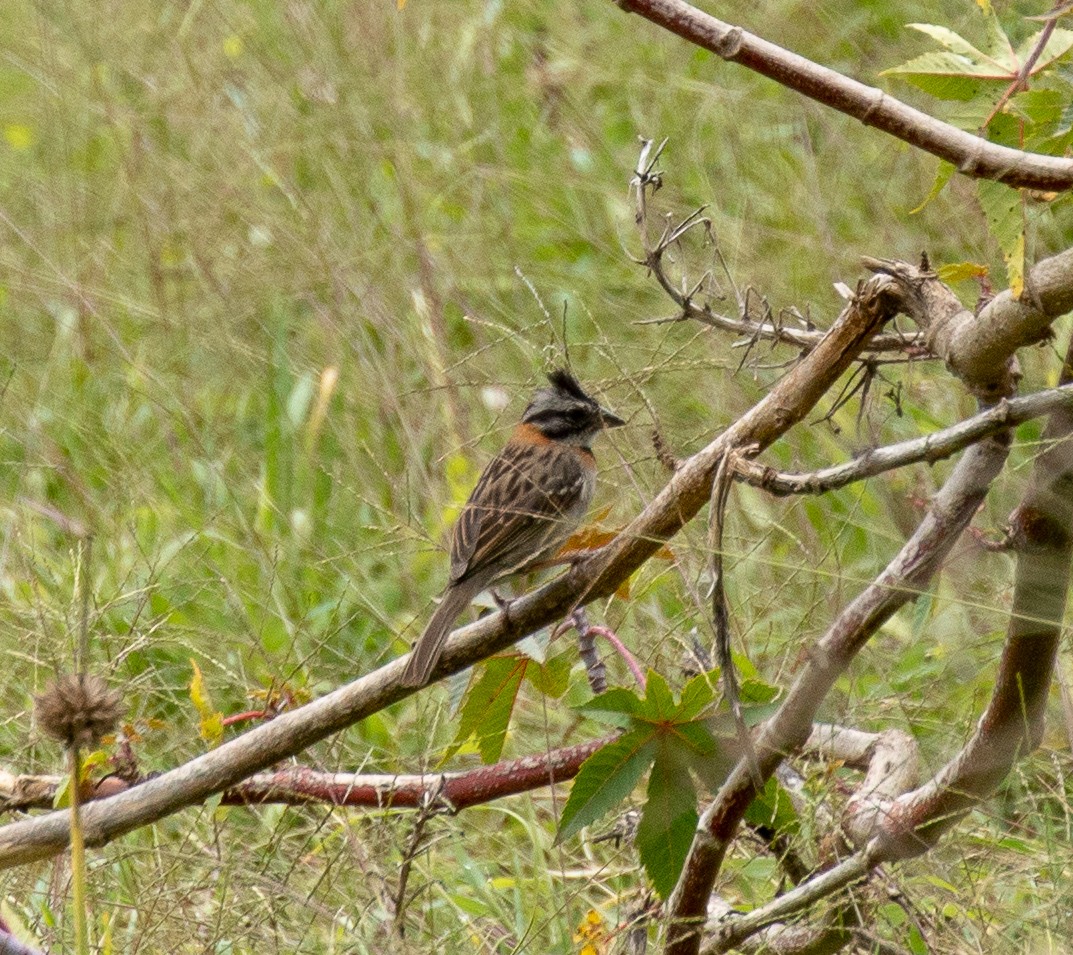 Rufous-collared Sparrow - ML138966841