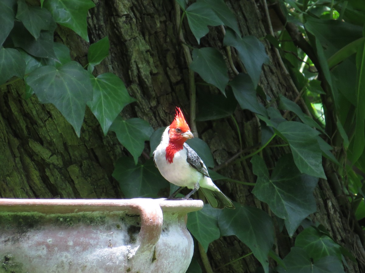 Red-crested Cardinal - ML138967651