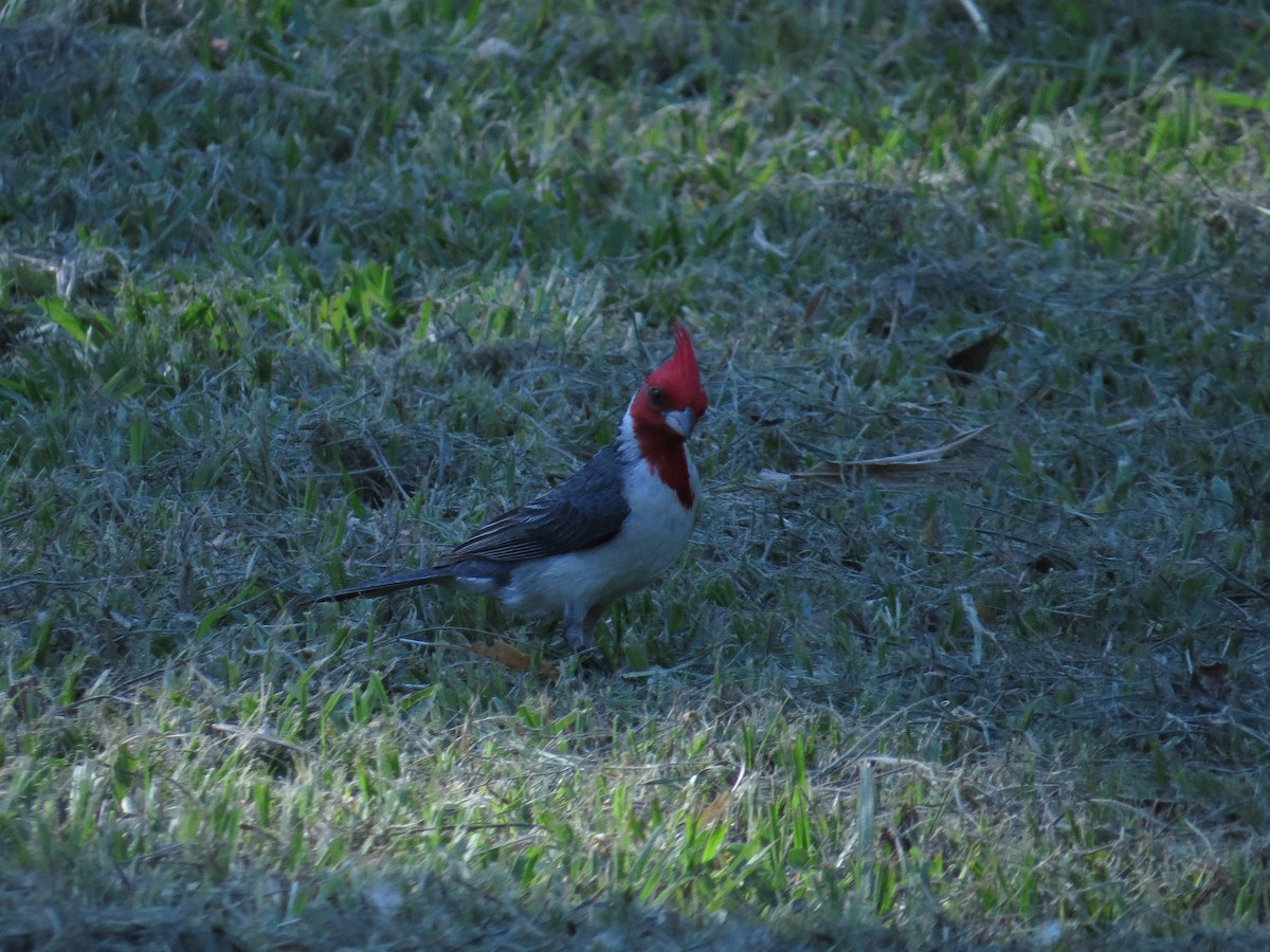 Red-crested Cardinal - ML138967661
