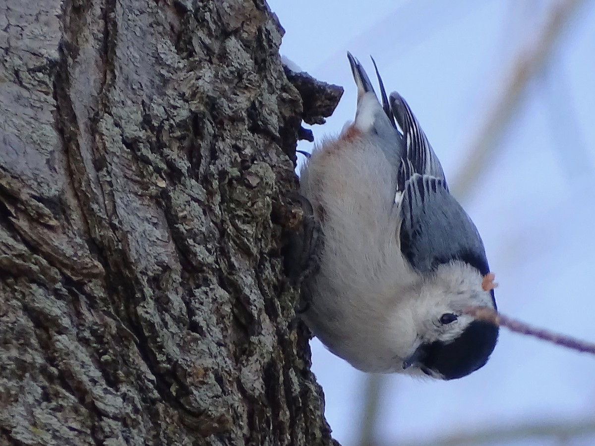White-breasted Nuthatch - ML138968651