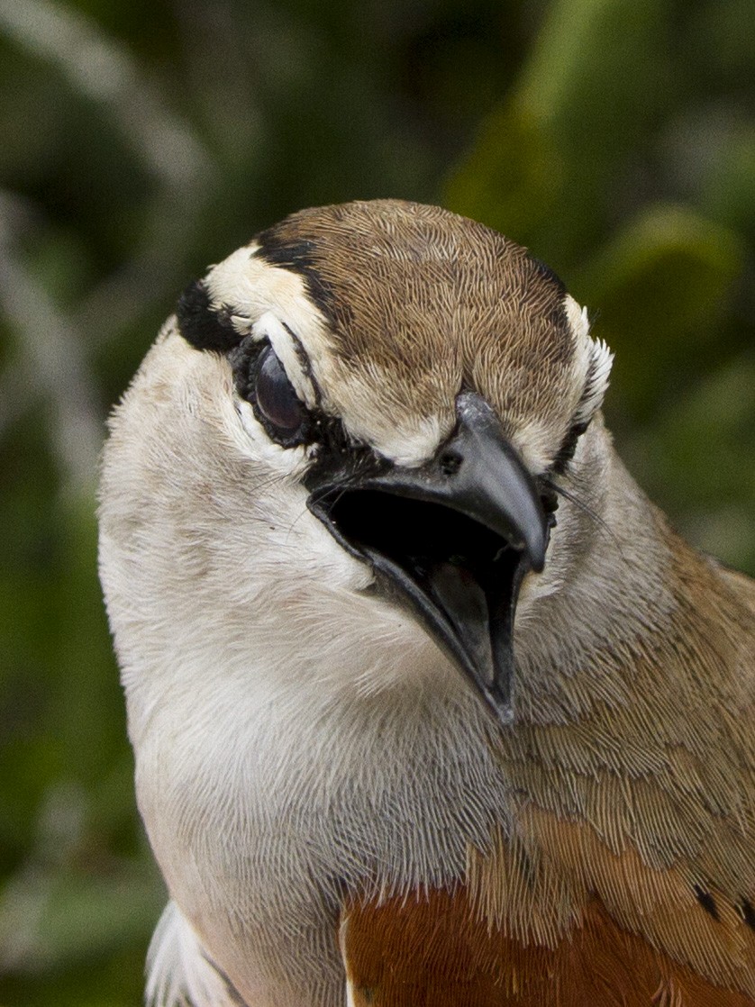 Brown-crowned Tchagra - Phil Stouffer