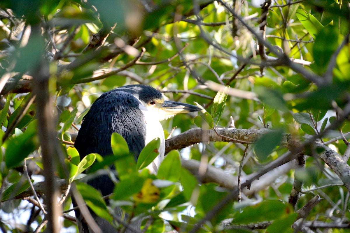 Black-crowned Night Heron (American) - Susan LeVangia