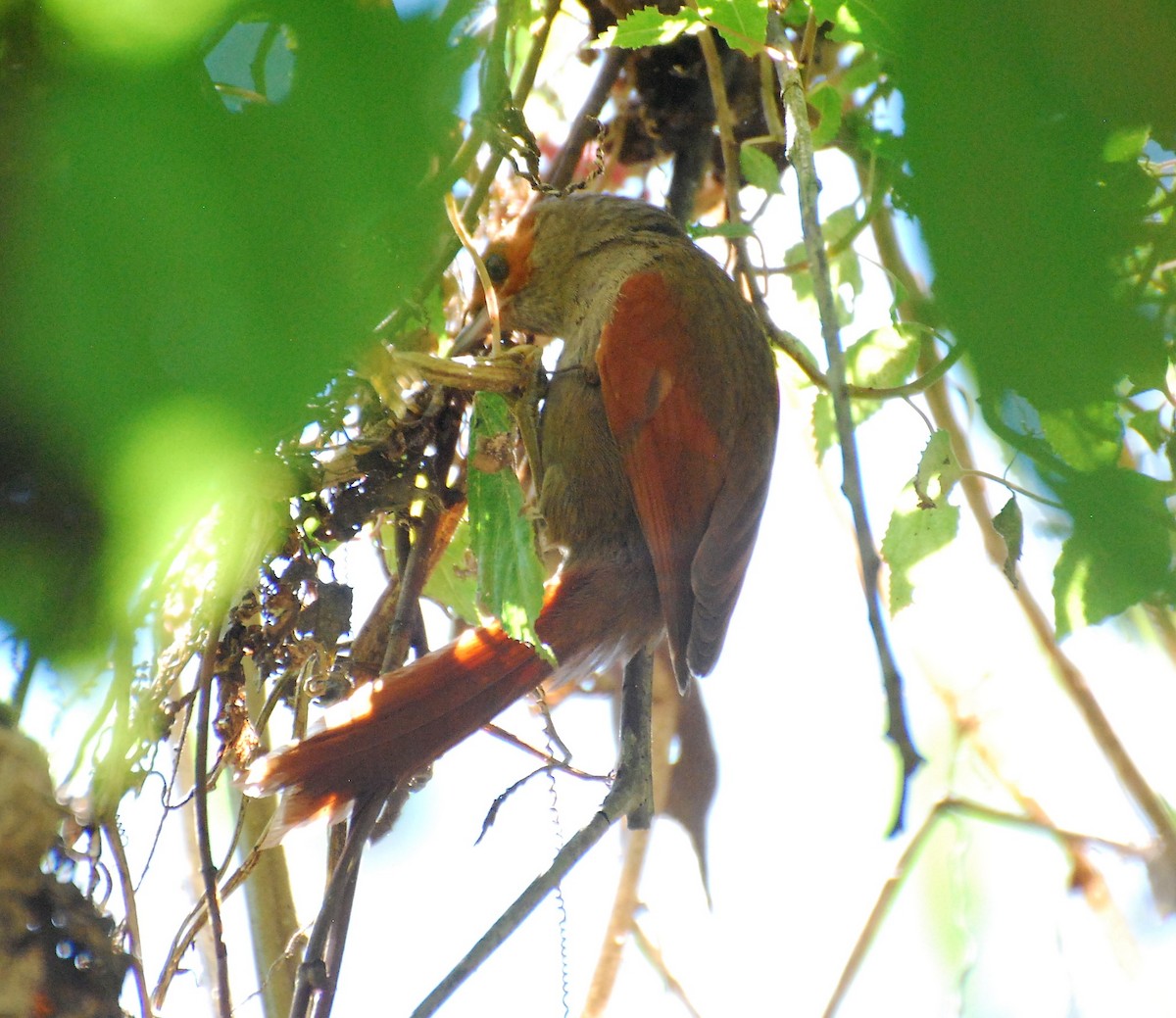 Red-faced Spinetail - ML138971891