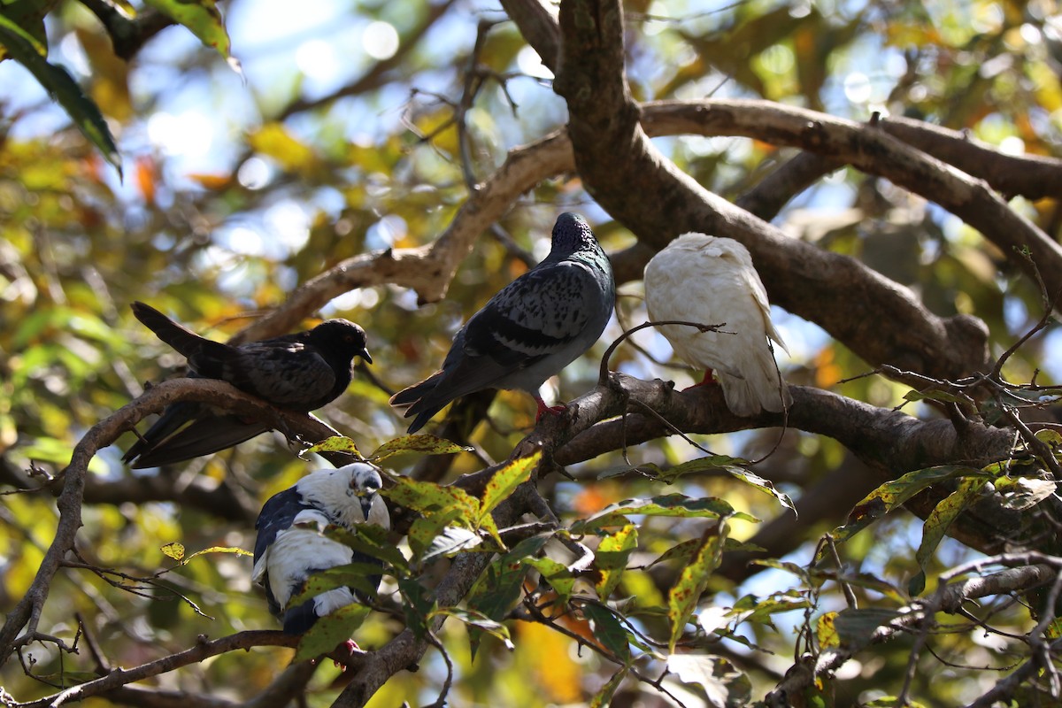 Rock Pigeon (Feral Pigeon) - Francois et Jacqueline Lacasse