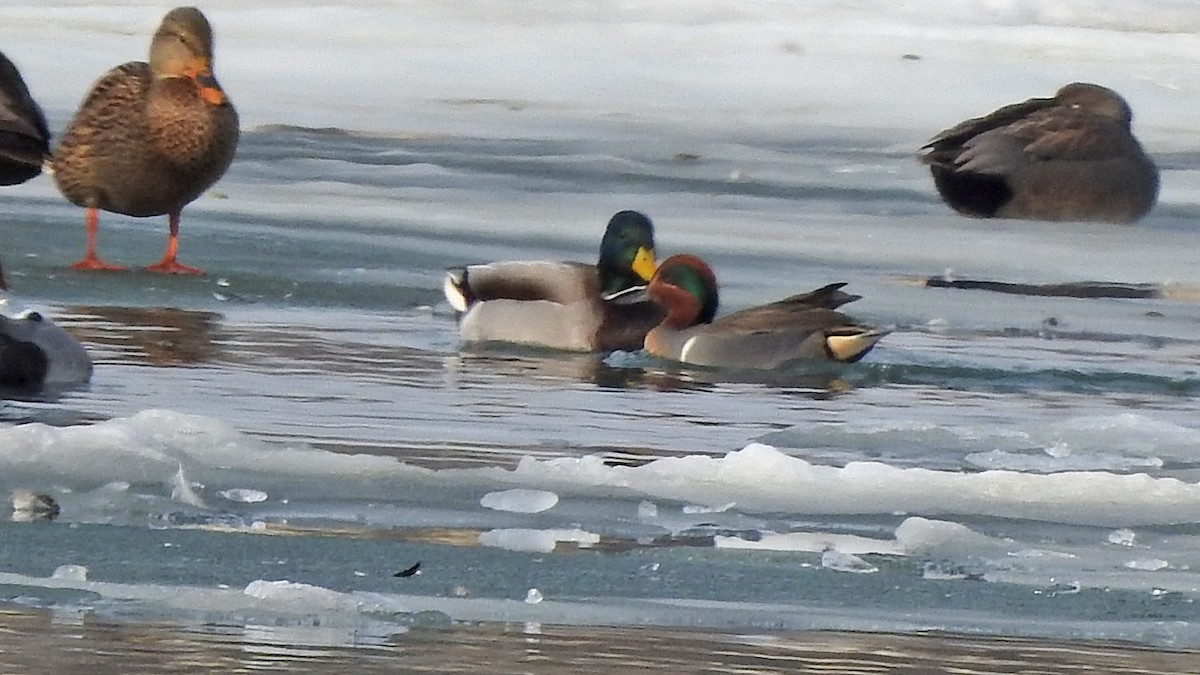 Green-winged Teal - ML138979781
